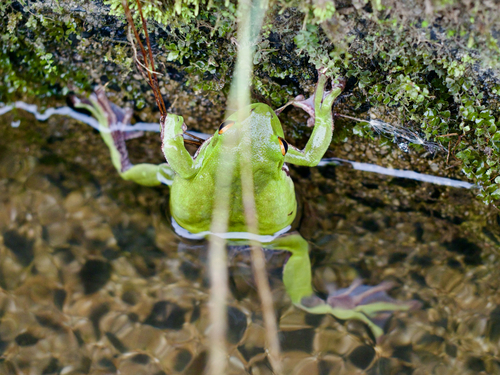 Forest Green Treefrog