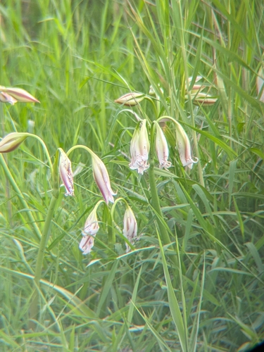 Crinum ornatum observed 2026-06-21
