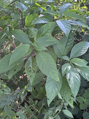 Metarungia pubinervia