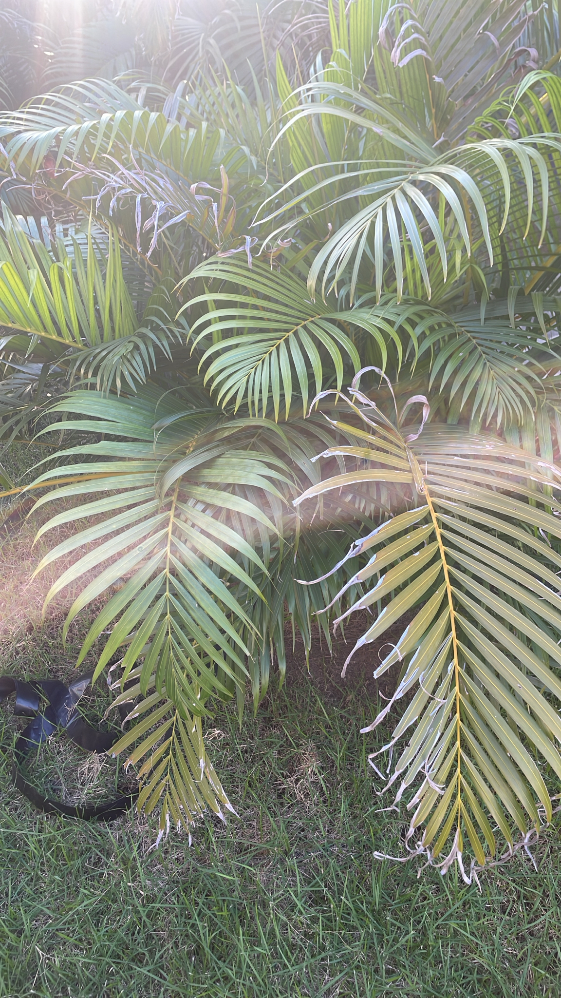 Chrysalidocarpus lutescens