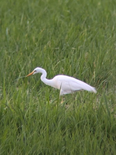 Yellow-billed Egret