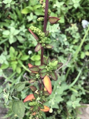 Chenopodium acuminatum virgatum