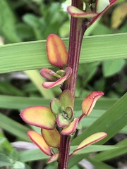 Chenopodium acuminatum virgatum