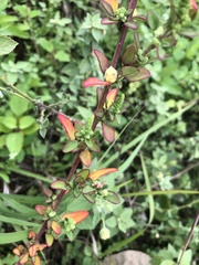 Chenopodium acuminatum virgatum
