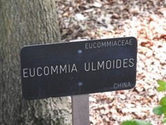 Eucommia ulmoides