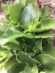 Kalanchoe sexangularis