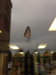 Paleacrita merriccata