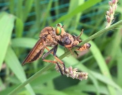 Cophinopoda
