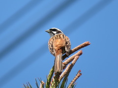 Emberiza cioides