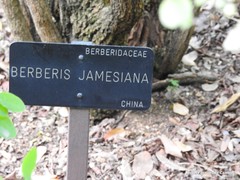 Berberis jamesiana