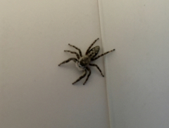 Platycryptus undatus