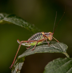 Barbitistes constrictus