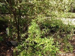 Berberis levis