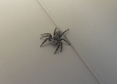 Platycryptus undatus