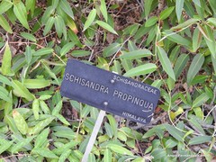 Schisandra propinqua