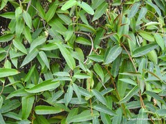 Schisandra propinqua
