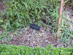 Schisandra propinqua