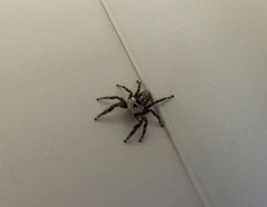 Platycryptus undatus