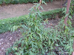 Schisandra propinqua