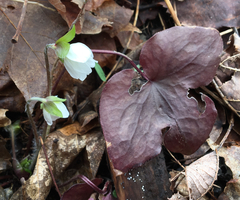 Hepatica acutiloba