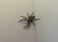 Platycryptus undatus