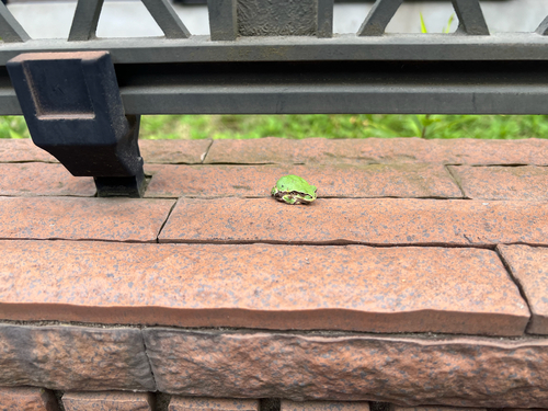 Japanese Tree Frog