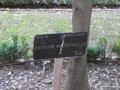 Distylium macrophyllum