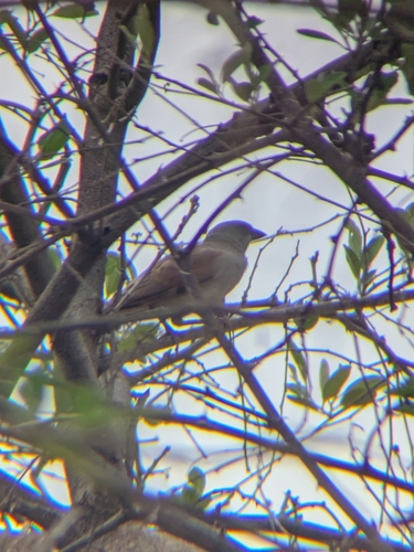 Northern Grey-headed Sparrow