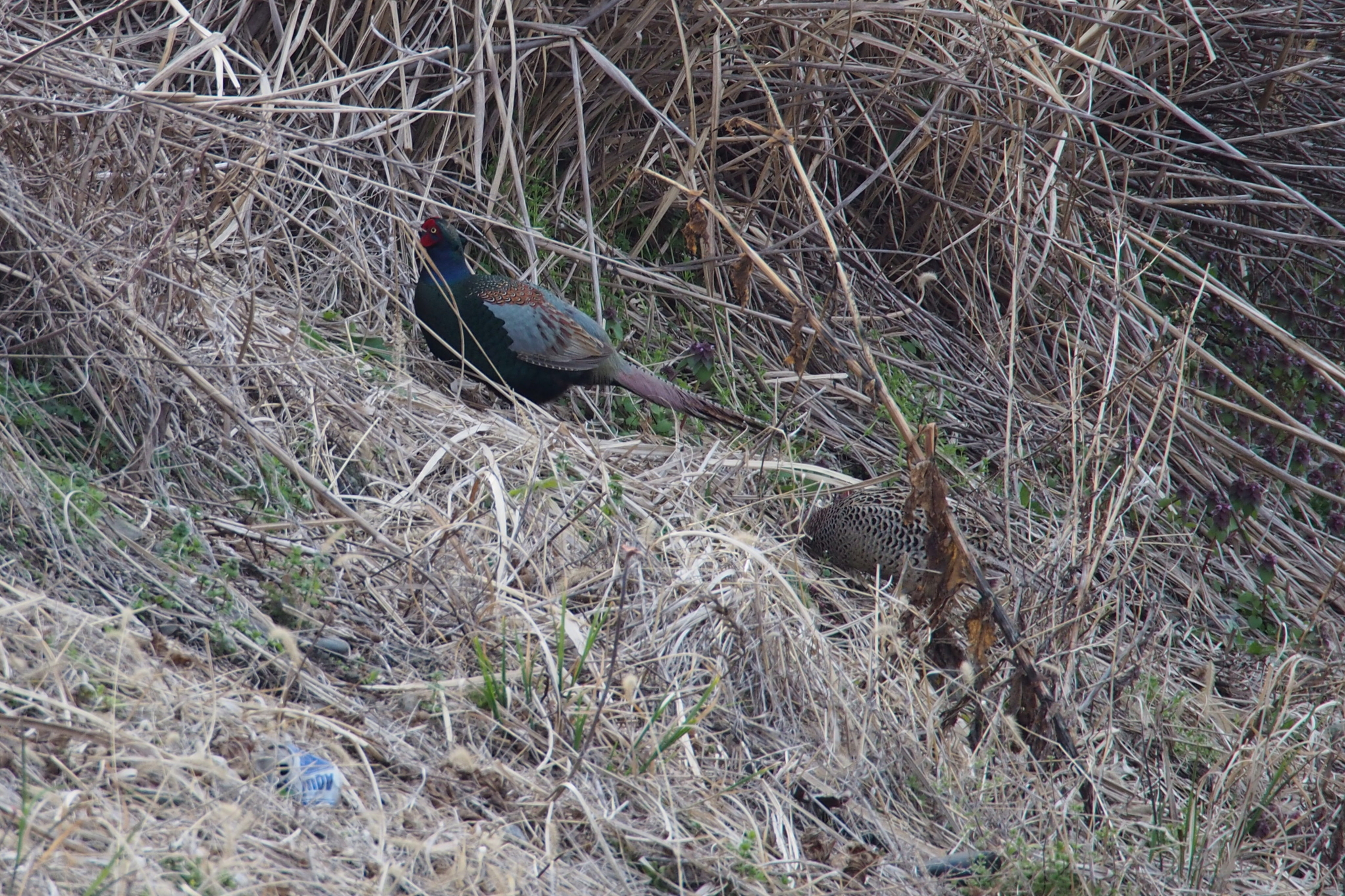 Green Pheasant