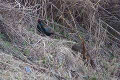 Phasianus versicolor
