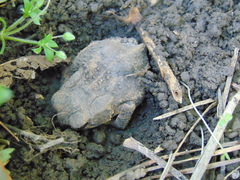 Anaxyrus americanus charlesmithi
