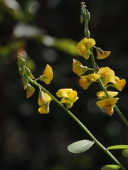 Crotalaria retusa, photograph (c) Roland Muench, some rights reserved (CC BY)