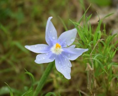 Nemastylis geminiflora