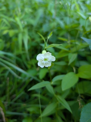 Silene nivea, photograph 3