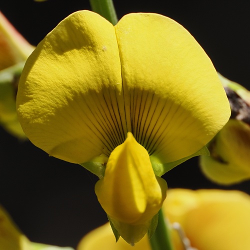 Crotalaria retusa, photograph 5