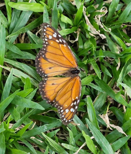 Southern Monarch