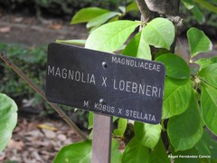 Magnolia loebneri
