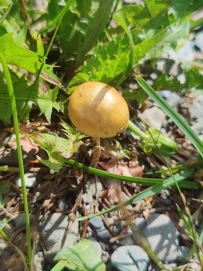 Common Fieldcap · June 2026 · photo: Photo: (c) Jade, some rights reserved (CC BY) · iNaturalist