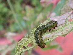 Adurgoa gonagra