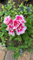 Ciconium
