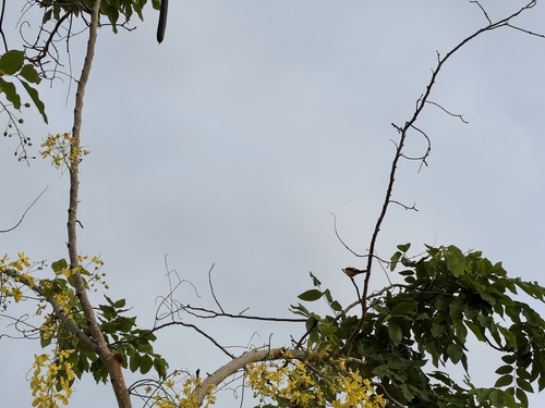 Small Minivet