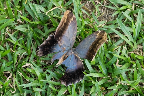 Dark Owl-Butterfly