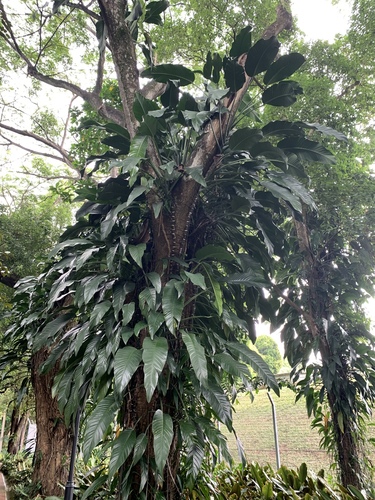 Epipremnum giganteum