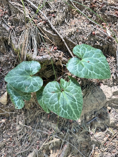 Asarum hartwegii, photograph 4