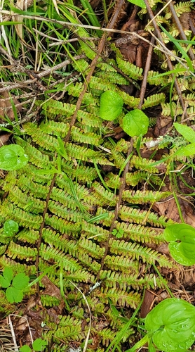 Dryopteris crassirhizoma, photograph 3