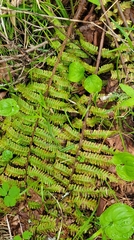 Dryopteris crassirhizoma, photograph (c) Pavel Smirnov, some rights reserved (CC BY)