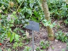 Ilex pernyi