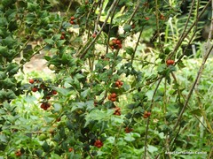 Ilex pernyi