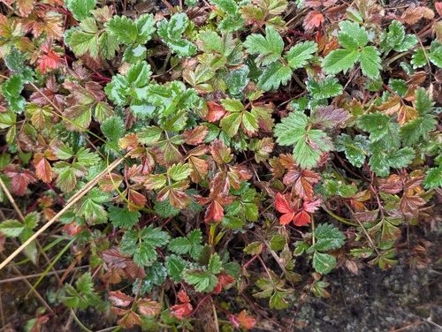Potentilla dombeyi, photograph 1