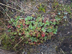 Potentilla dombeyi